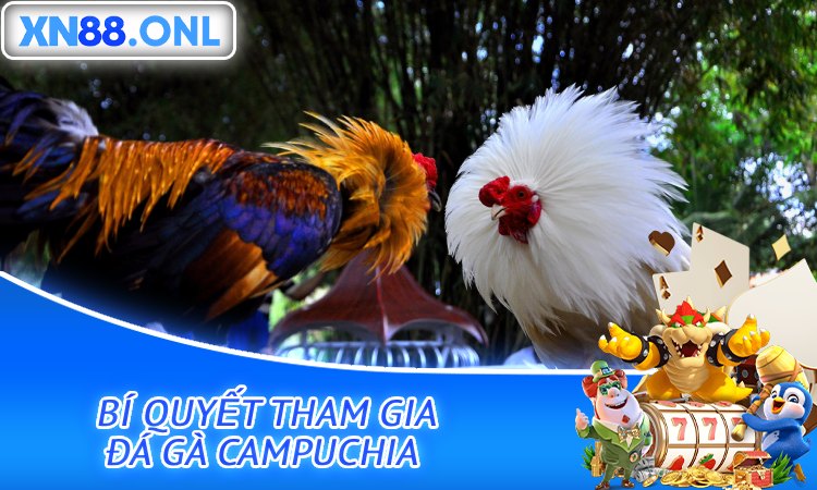 Bí Quyết Tham Gia Đá Gà Campuchia